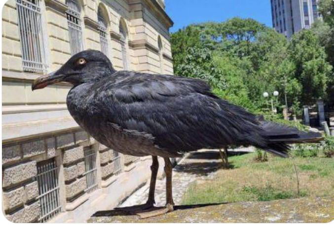 Phyllachaë, The Ultimate Bird of Prey. - 9GAG