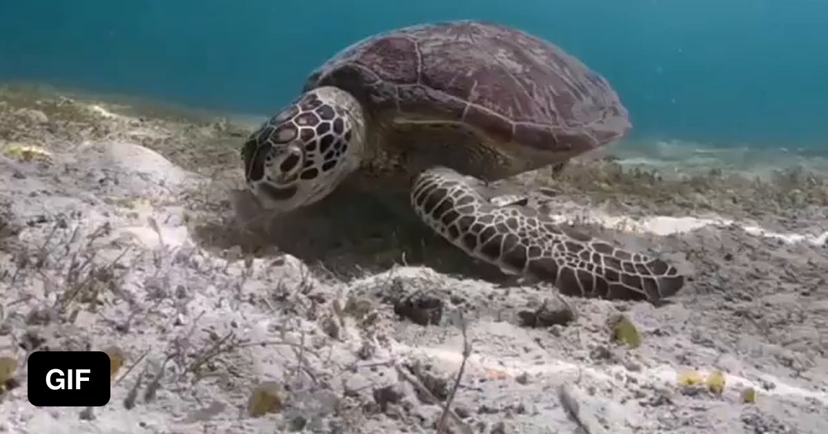 Turtle Tuesday - 9GAG