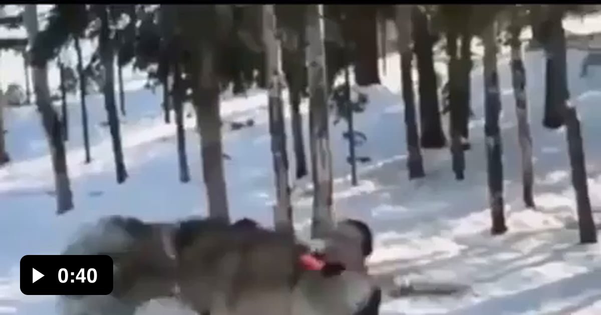 Of A Wolf Being A Good Boy - 9GAG