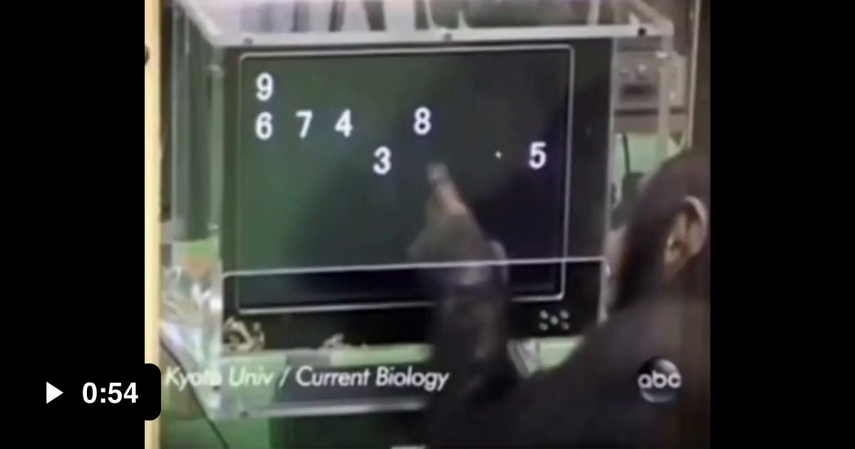 Display of a Chimpanzee's Insane Memory, Outperforming Humans - 9GAG