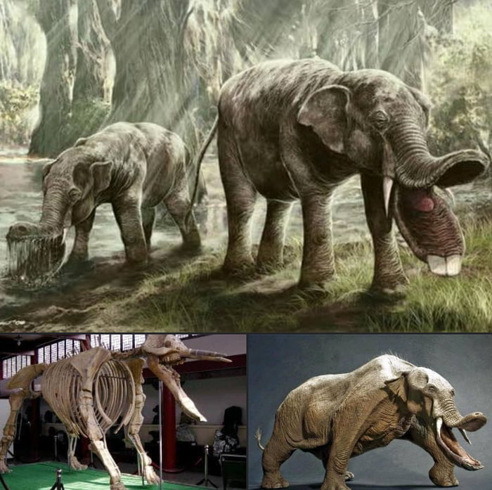 Platybelodon, an extinct genus of mammals related to elephants. - 9GAG