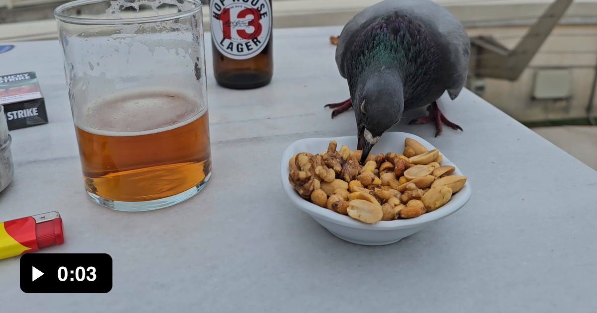 Lovely Pidgeon eating my nuts - 9GAG