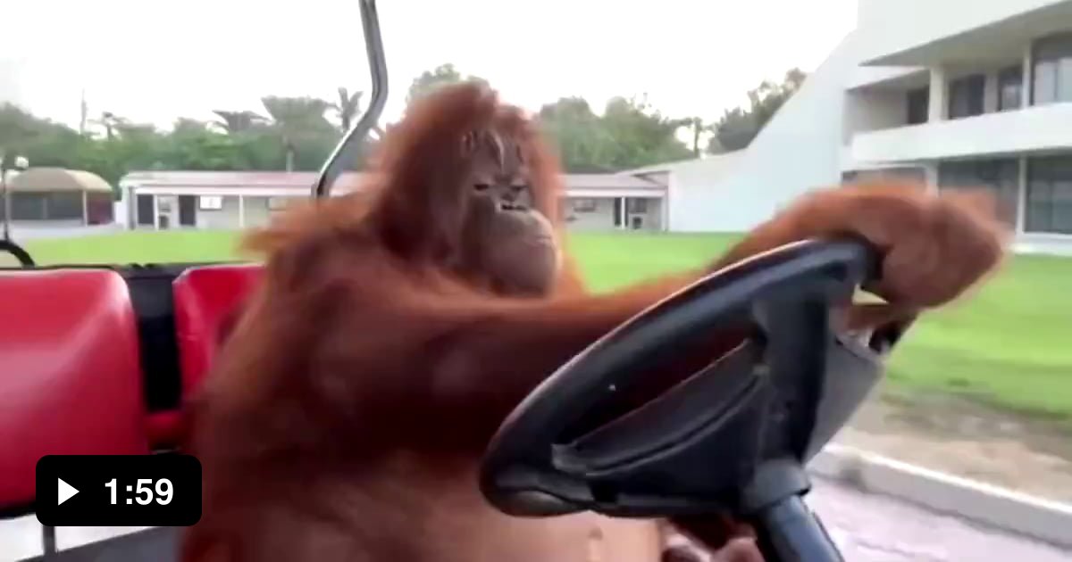 Enjoy Orangutan Driving a Golf Cart The Origin of The Meme. - 9GAG