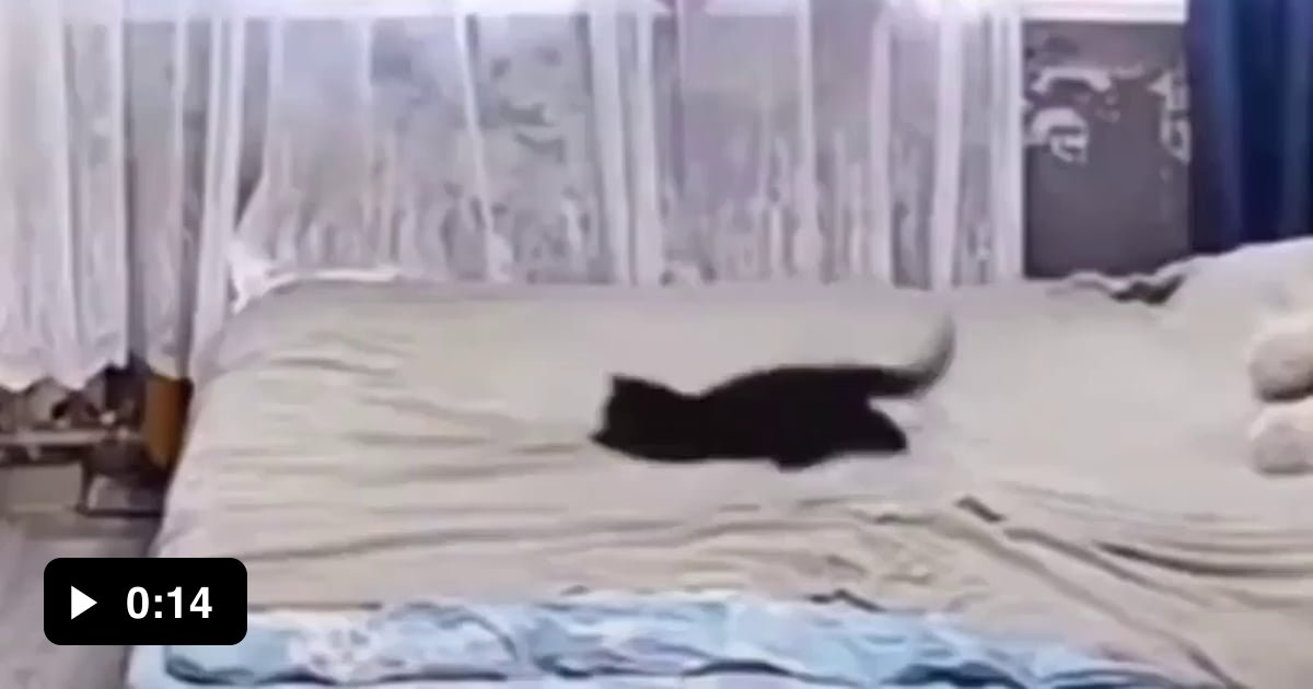 Momma cat fixes bed after her kitten messed it up 9GAG