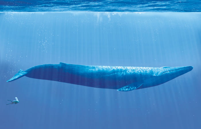 The size of a human compared to a blue whale - 9GAG
