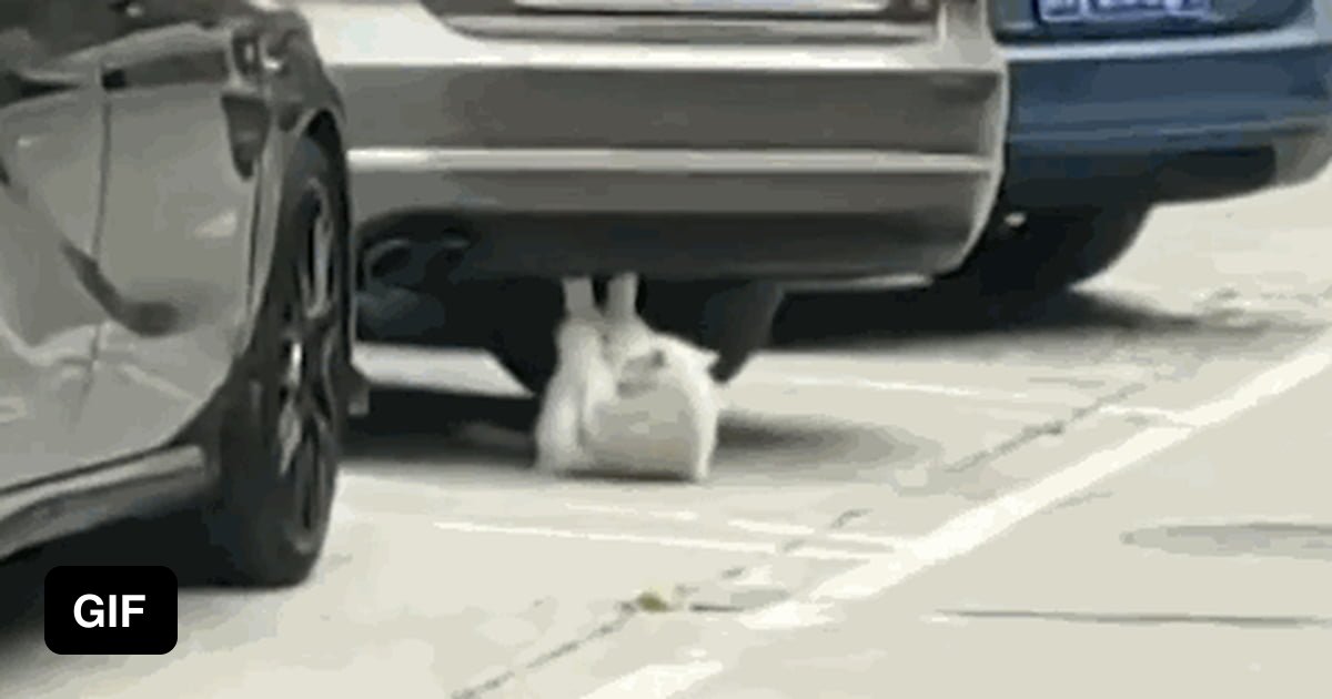 This cat is in better shape than me - 9GAG