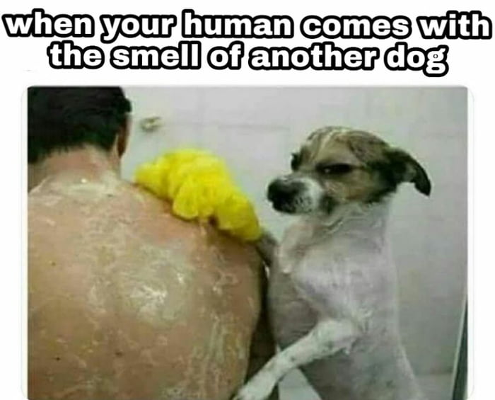 Cuando se pueden bañar los cachorros