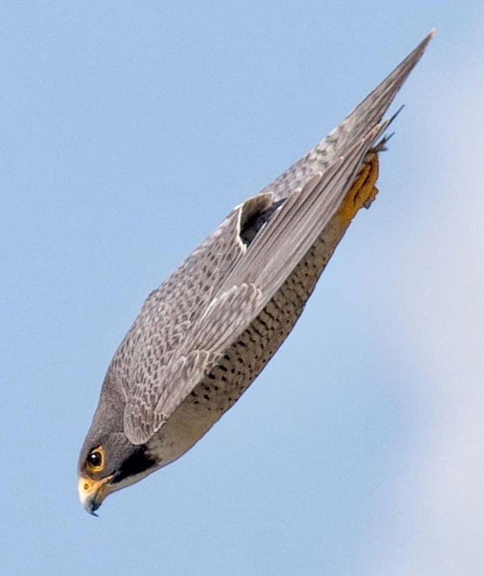 peregrine falcon speed in meters