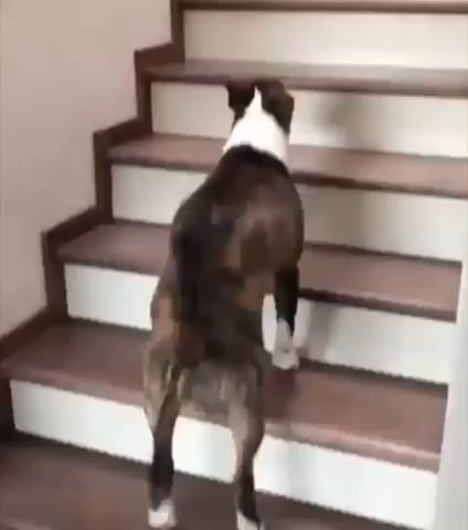 The way this dog goes up the stairs. - 9GAG