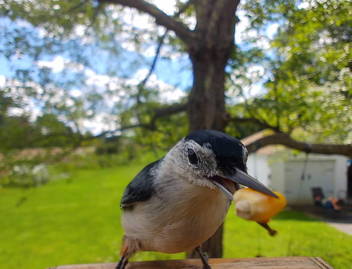 this-white-breasted-nuthatch-has-quite-an-appetite-9gag