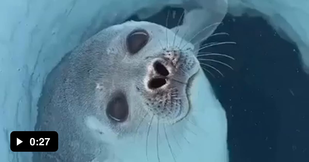 The seal’s nose automatically seals when it’s underwater. A seal’s nose