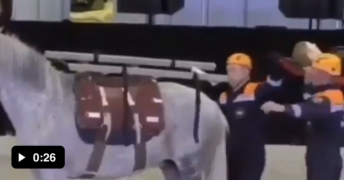 Guys! I’ve had a great idea the HORSE STRETCHER! 9GAG