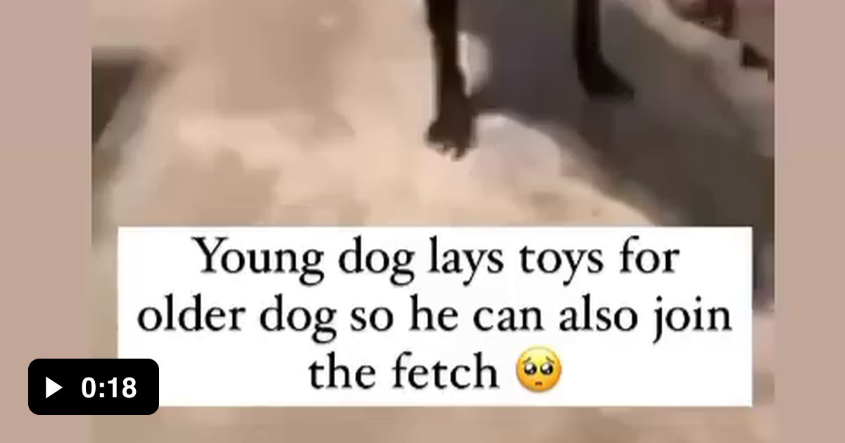 Young dog lays toys for older dog so he can also join play the fetch 9GAG
