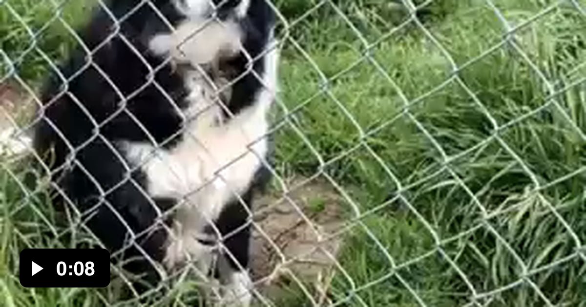 Do not the dog. 9GAG