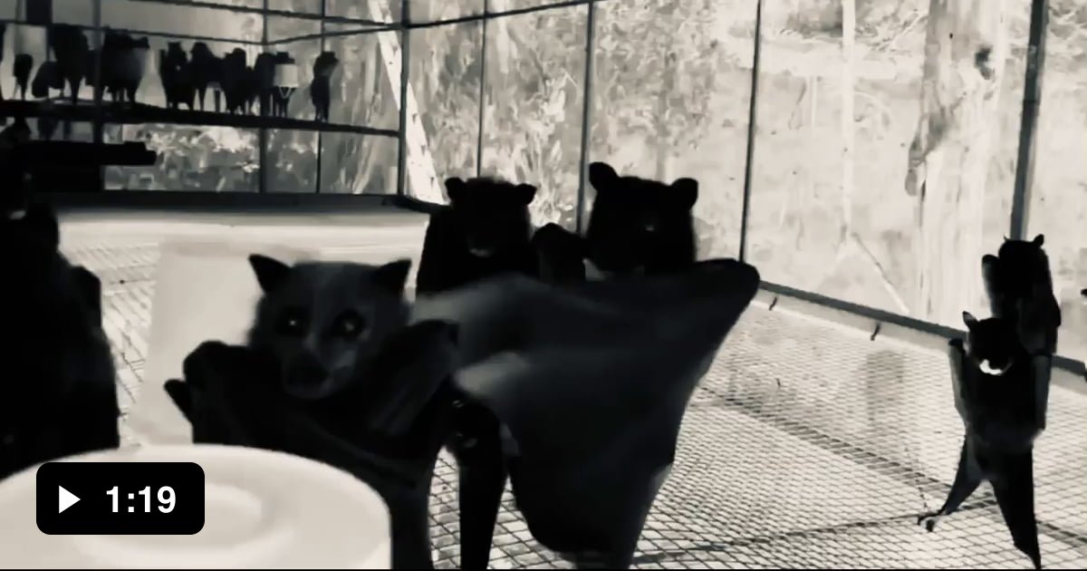 Someone filmed bats upside down and it looks like a goth nightlcub 9GAG