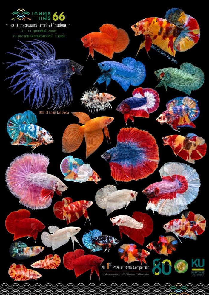 First Prize Winning Betta Competition 2023 in Thailand: Each Fish is a ...