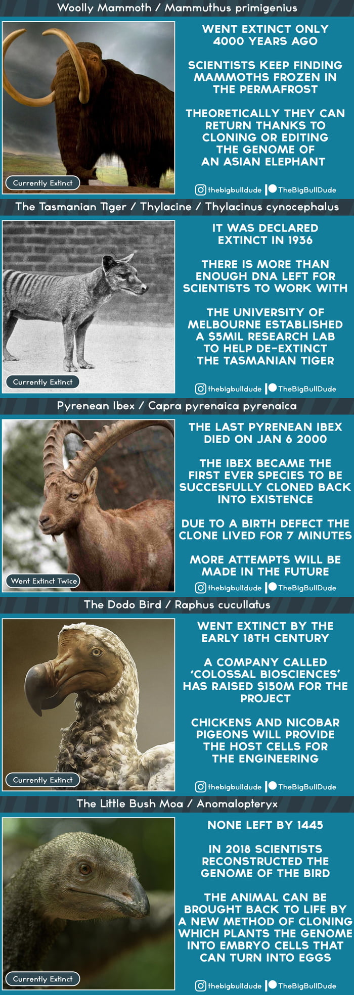 The First Wave of posts about Extinct Animals combined together, just ...
