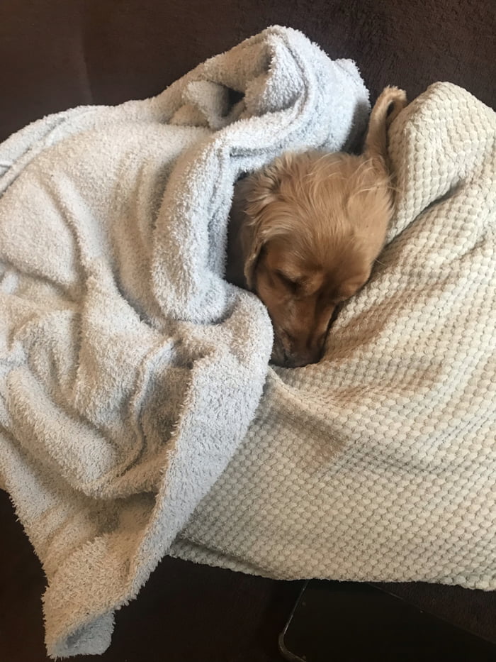 This is how my dog sleeps … 9GAG