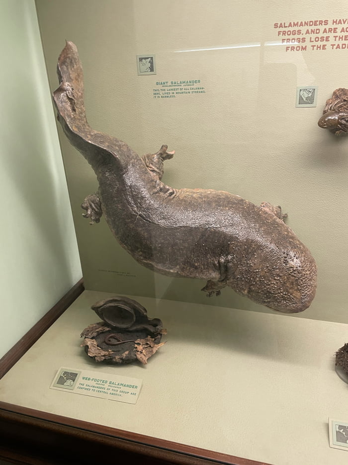 A Taxidermy Of A Modern Day Japanese Giant Salamander They Are Not