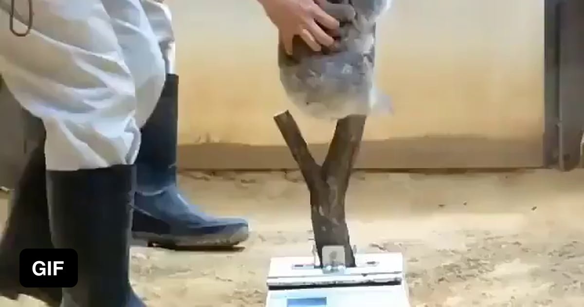 If you are having a bad day, watch this koala being weighed 9GAG