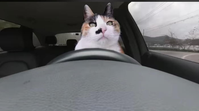 Cat Driver - 9gag