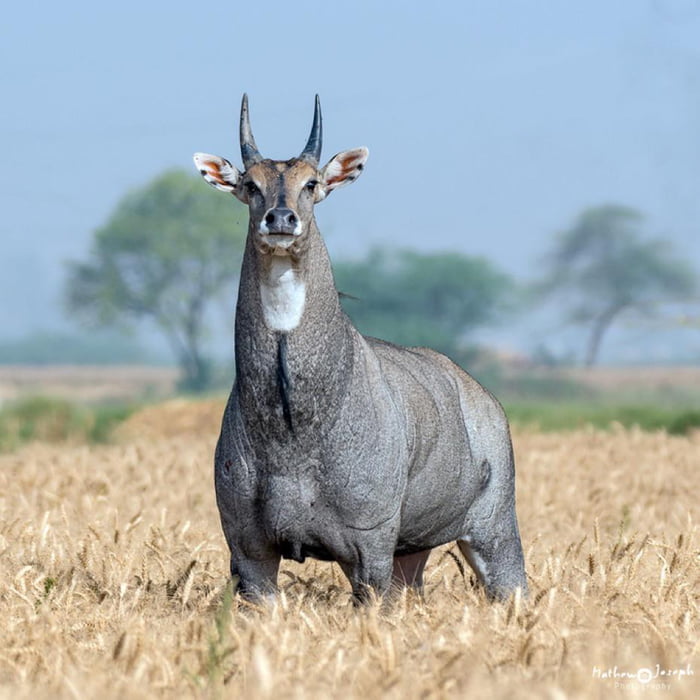 the-nilgai-literally-meaning-blue-cow-is-the-largest-asian