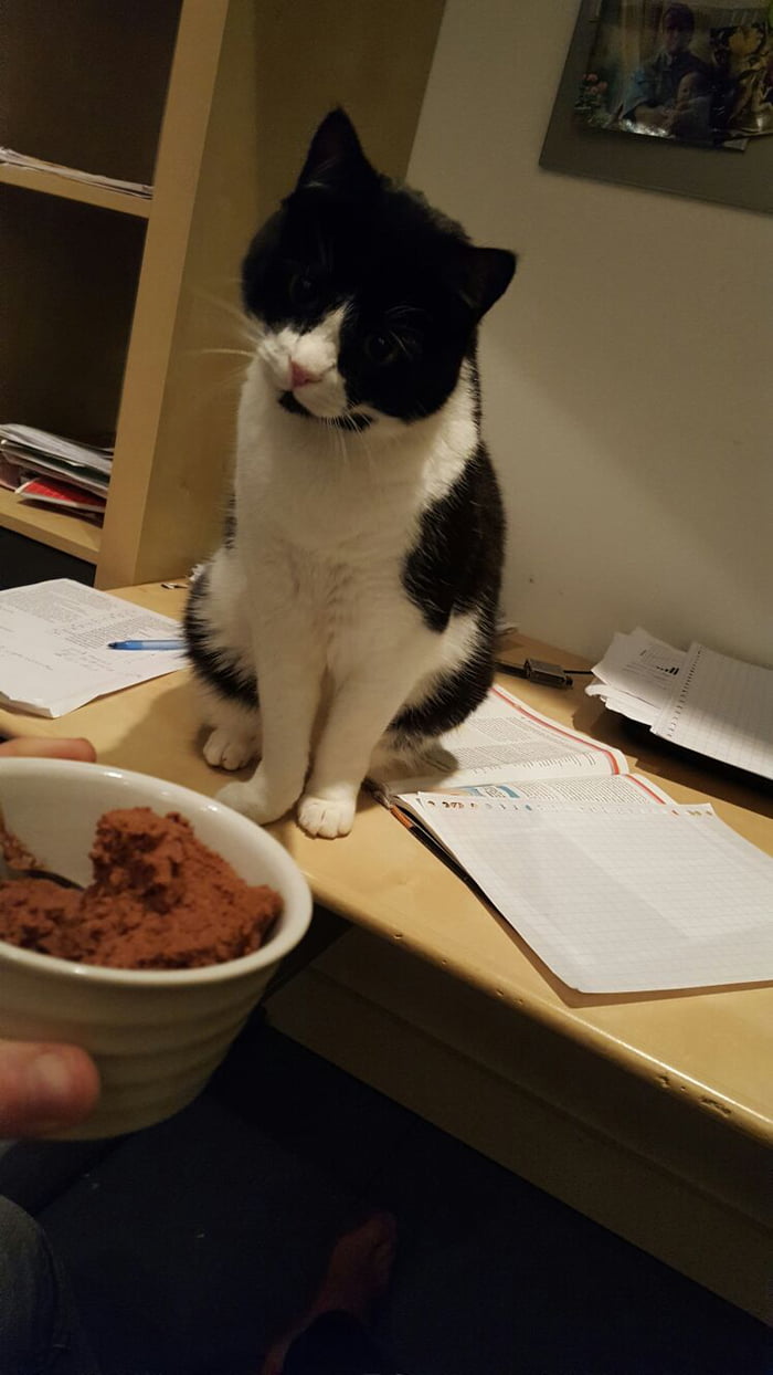 I can has chocolate ice cream?