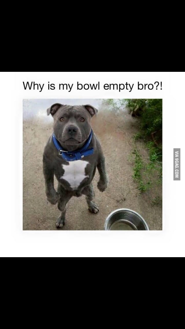 Why is my bowl empty bro?! 9GAG