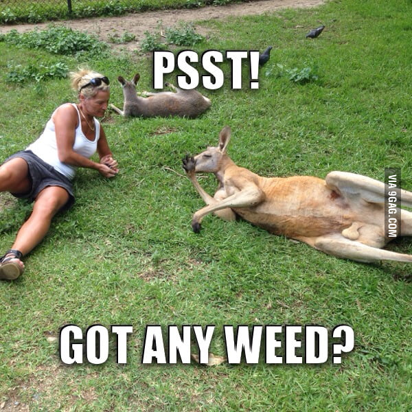 Just another day in Australia - 9GAG