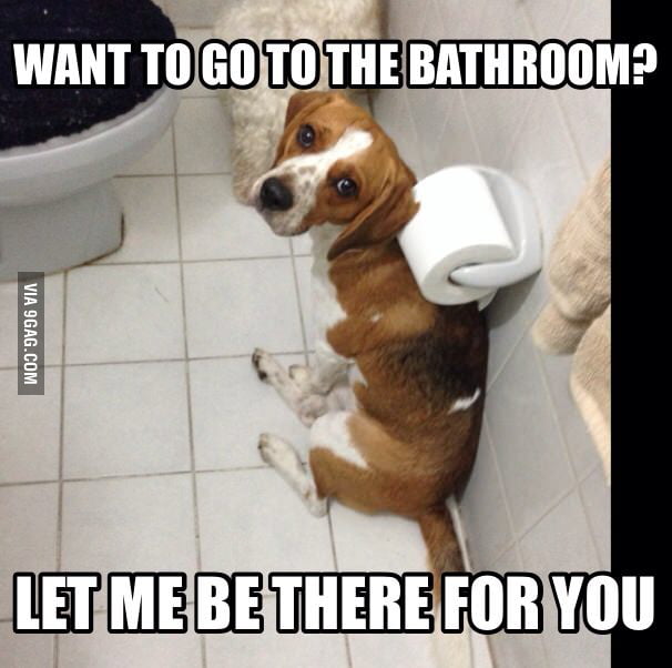 Overly attached dogs... 9GAG