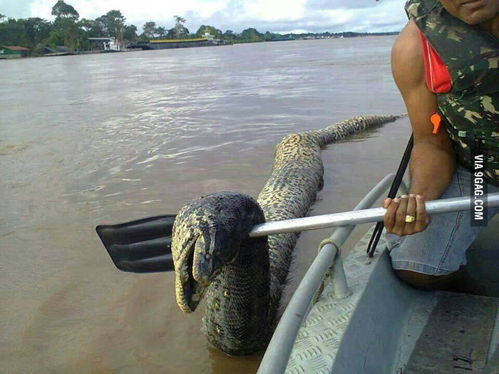 Python Snake River I live along a major river that comes down over Iguazú falls. Record ...