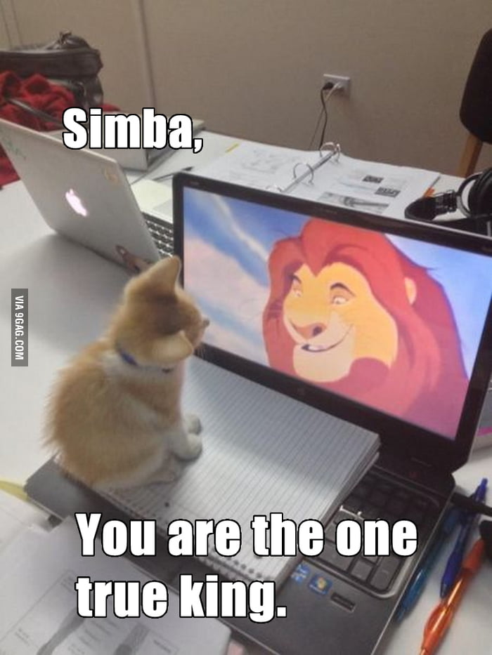 Kitten watching Lion King 9GAG