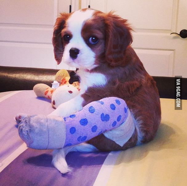 Puppy fractured his leg jumping off the bed. He's unhappy. 9GAG