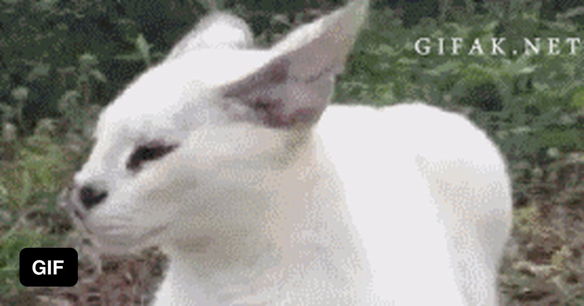 Cat briefly turns into dog 9GAG