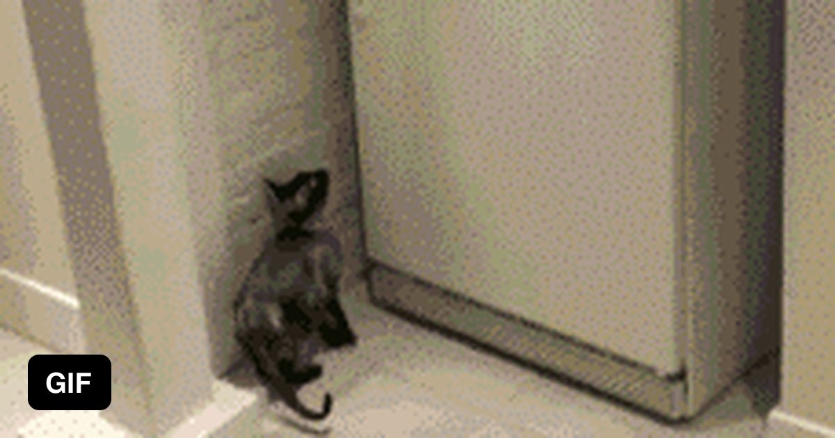 Nothing can stop a cat stealing food... - 9GAG