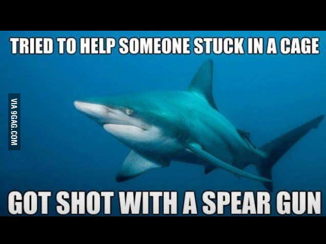 Misunderstood shark - 9GAG