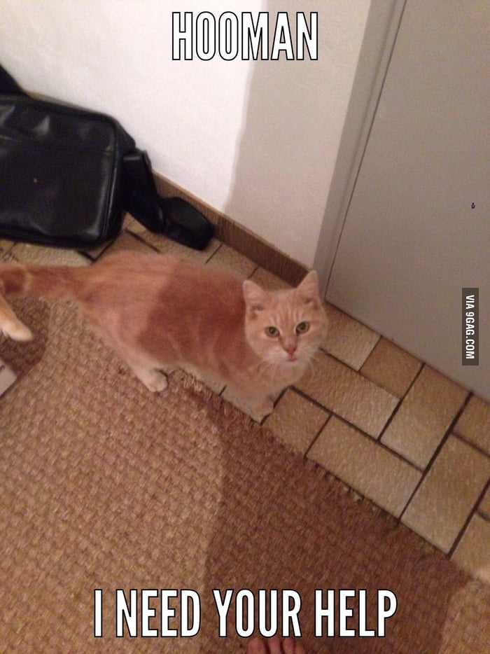 When your cat wants to go outside 9GAG