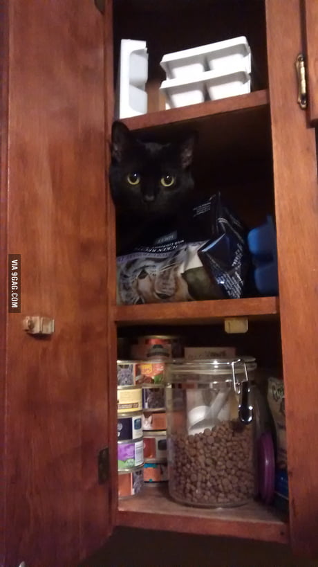 Cat Disappeared For A While Apparently He S Figured Out Cabinet