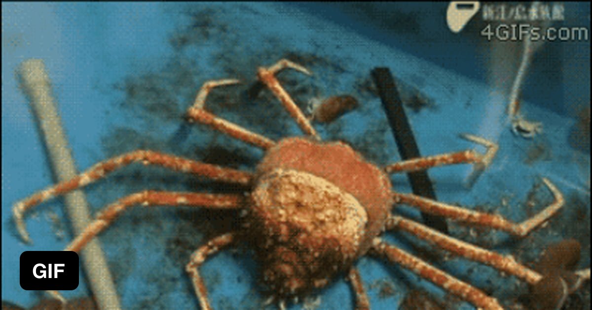 A spider crab molting its shell in one piece - 9GAG