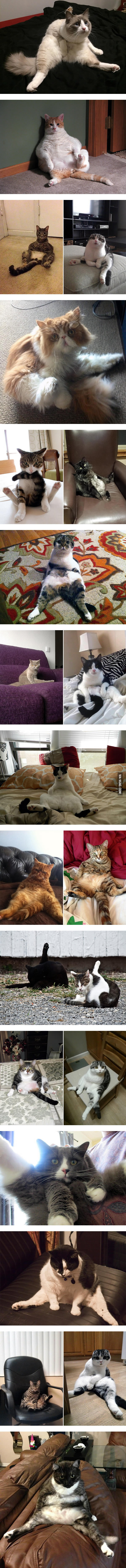 Cats Interrupted While Washing Their Butts
