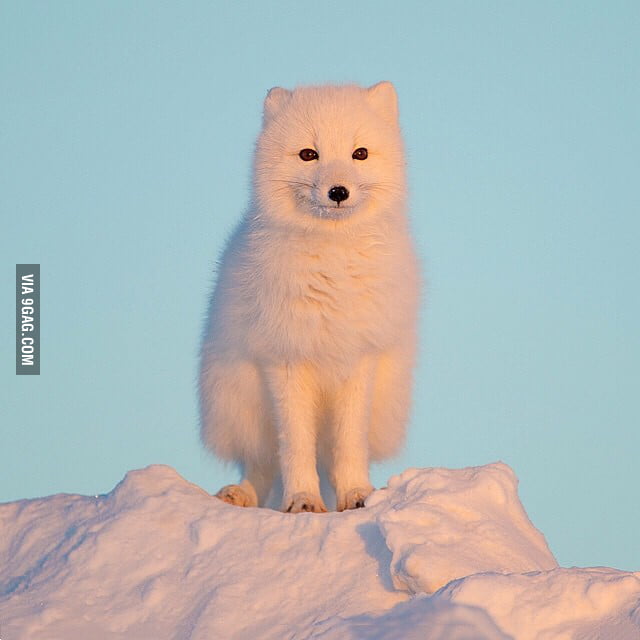 Arctic Fox - 9GAG