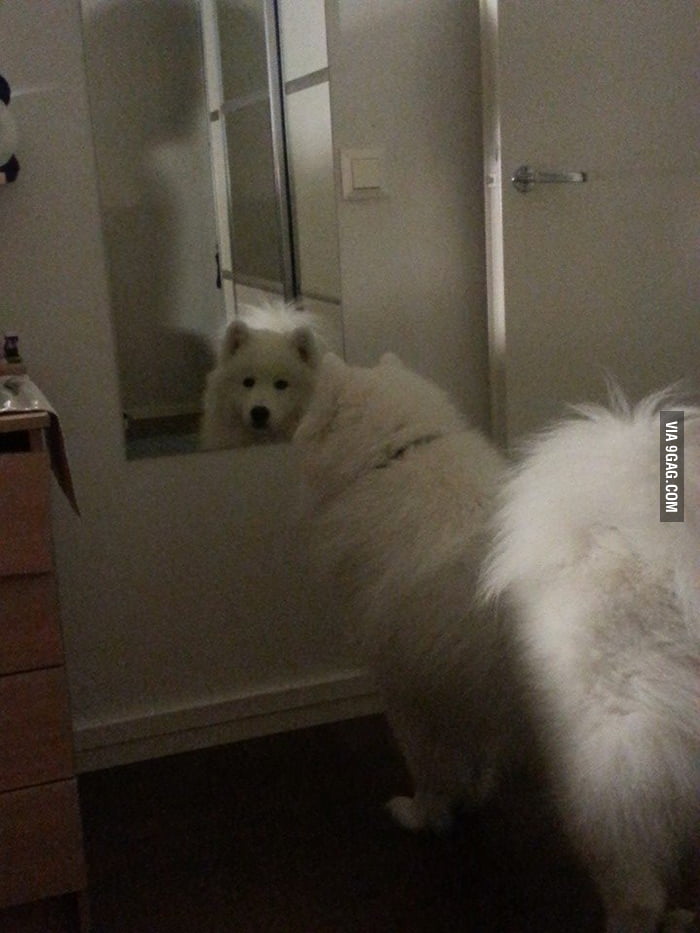 why do dogs stare at the mirror
