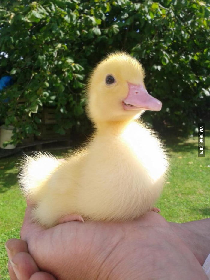 tiny ducks bulk