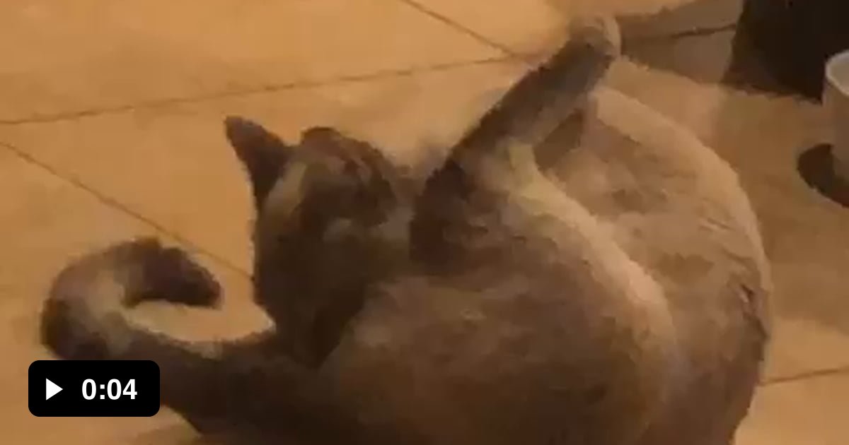 “Cats are cleaner than dogs.” Wtf _ 9GAG