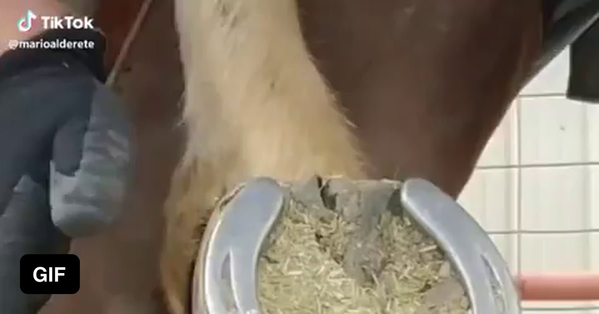 How to clean a horse shoe 9GAG