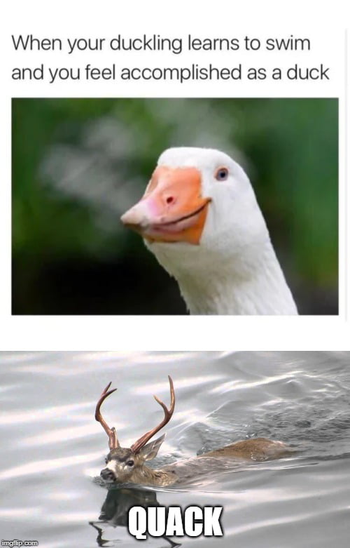 Мемы про гусей