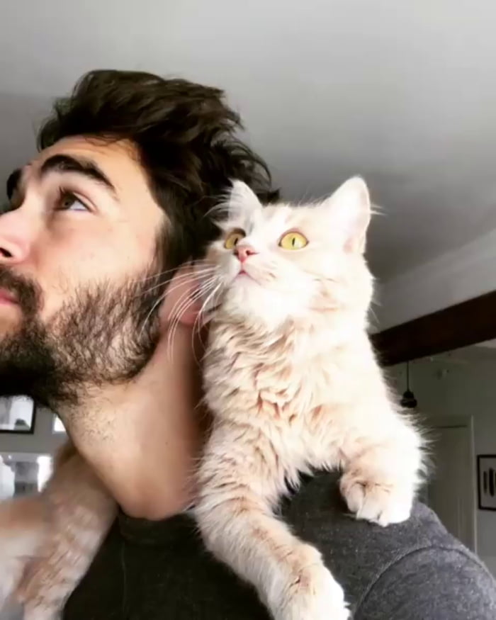 This shoulder cat aww 9GAG