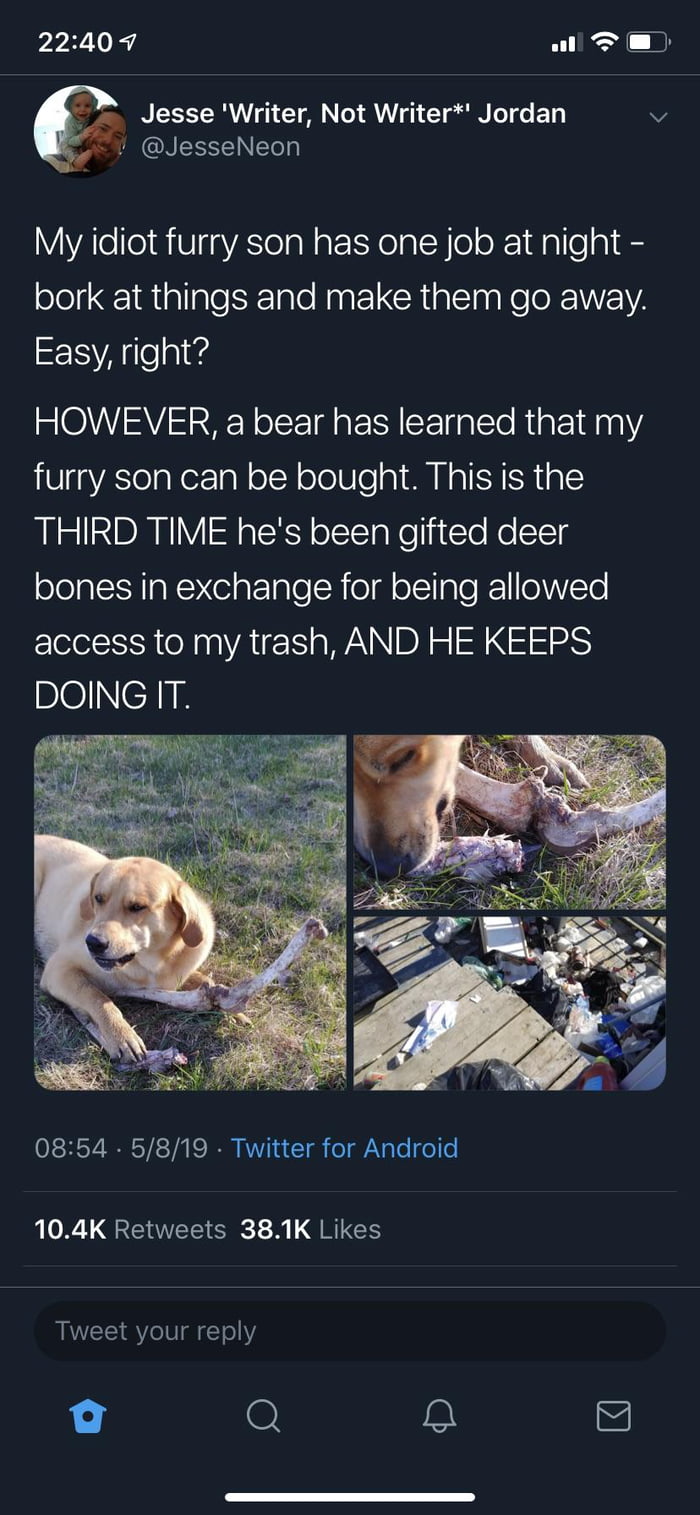 Dog 🤝 Free Food 🤝 Bear - 9GAG