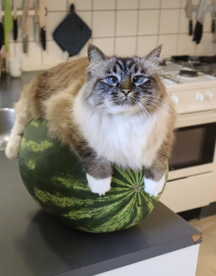 Melon cat 9GAG