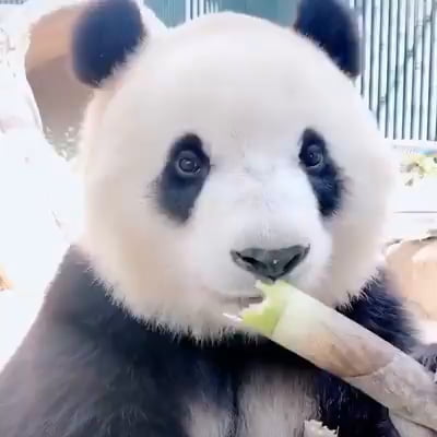 Watching baby panda eating fresh bamboo can cure anything. - 9GAG